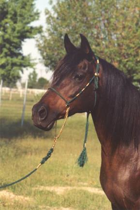 LCA Bint Serabah (Serr Rou x Serabah) 1979 Dahmah Shahwaniyah