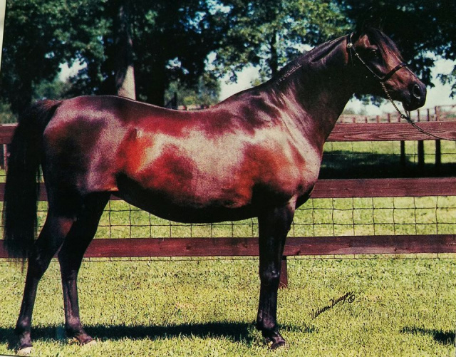 LCA Bint Serabah (Serr Rou x Serabah) 1979 Dahmah Shahwaniyah