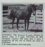 <b>Description: </b>Khedena (Khebir x Fa Deene) 1948 Saqlawiyah Gidraniyah Ibn Sudan<br/>