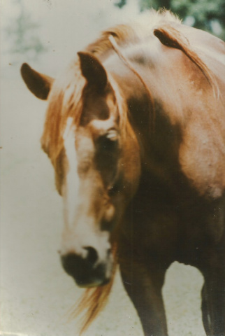 Zahara Sabiya (Fabo x Masada Serrasaada) 1981 Dahmah Shahwaniyah