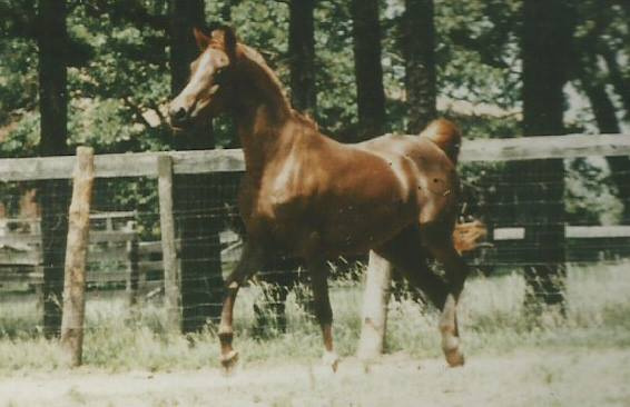 Zahara Sabiya (Fabo x Masada Serrasaada) 1981 Dahmah Shahwaniyah