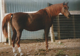 <b>Description: </b>Zahara Sabiya (Fabo x Masada Serrasaada) 1981 Dahmah Shahwaniyah<br/>