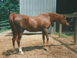 <b>Description: </b>Zahara Sabiya (Fabo x Masada Serrasaada) 1981 Dahmah Shahwaniyah. Photo by Gert Stam in 1996<br/><b>Copyright: </b>Gert Stam ph.