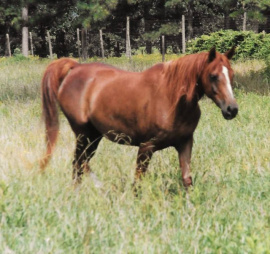 <b>Description: </b>Zahara Sabiya (Fabo x Masada Serrasaada) 1981 Dahmah Shahwaniyah<br/>