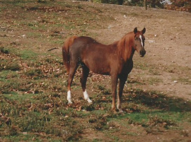 <b>Description: </b>Zahara Sabiya (Fabo x Masada Serrasaada) 1981 Dahmah Shahwaniyah<br/>