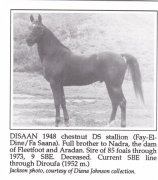 <b>Description: </b>Disaan (Fay-El Dine x Fa Saana) 1948 Dahman Shahwan<br/><b>Copyright: </b>Jackson photo, Diana Johnson Collection