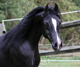 <b>Description: </b>Hu El Hatal at Hughes Arabians, USA.<br/><b>Copyright: </b>Photo by Audrey