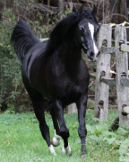 <b>Description: </b>Hu El Hatal at Hughes Arabians, USA.<br/><b>Copyright: </b>Photo by Audrey