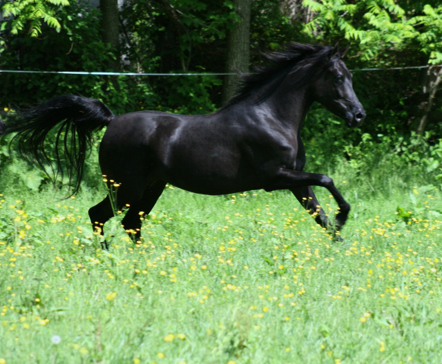 Hu Saudera at Hughes Arabians, USA