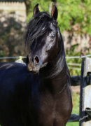 <b>Description: </b>Hu Shamarr at Hughes Arabians, USA<br/><b>Copyright: </b>Photo by Audrey
