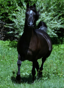 <b>Description: </b>Hu Sukeefa at Hughes Arabians, USA.<br/><b>Copyright: </b>Photo by Audrey