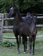 <b>Description: </b>Hu Shumarr with dam Hu Sukeefa at Hughes Arabians, USA<br/><b>Copyright: </b>Photo by Audrey