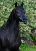 <b>Description: </b>Hu Imaana Angel at Hughes Arabians, USA<br/><b>Copyright: </b>Photo by Audrey