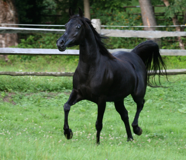 Hu Imaana Angel at Hughes Arabians, USA