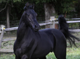 <b>Description: </b>Hu Tymeer at Hughes Arabians, USA<br/><b>Copyright: </b>Photo by Audrey