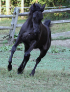 <b>Description: </b>Hu Tymeer at Hughes Arabians, USA<br/><b>Copyright: </b>Photo by Audrey