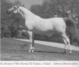 <b>Description: </b>Fa Moniet ( Ibn Moniet El Nefous x Fada) 1967 Saqlawiya Gidraniyah In Sudan<br/><b>Copyright: </b>J.Johnston photo