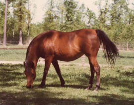 <b>Description: </b>oundationAnsata Bint Misr ( Sameh x Ansata Bint Bukra) 1966 Dahmah Shahwaniyah, "a keystone in the Ansata program, and lines to her have produced some of the most beautiful horses in the Bukra family." Judith Forbis<br/><b>Copyright: </b>Forbis Photo