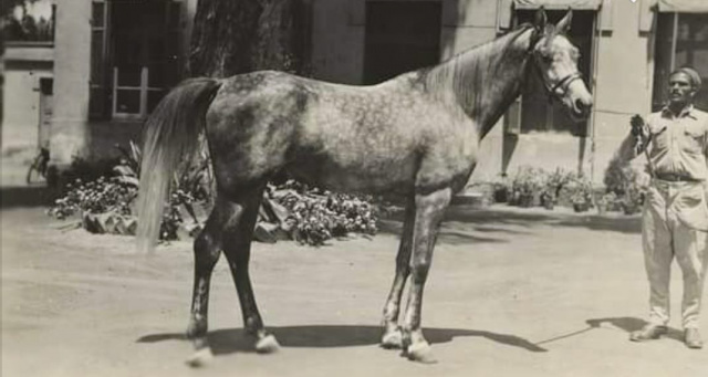 Sheikh El Arab (Mansour x Bint Sabah) 1933 Dahman Shahwan 