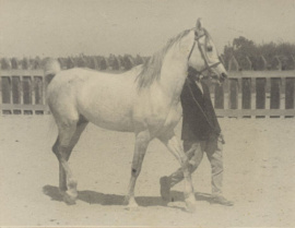 <b>Description: </b>Sheikh El Arab (Mansour x Bint Sabah) 1933 Dahman Shahwan <br/>