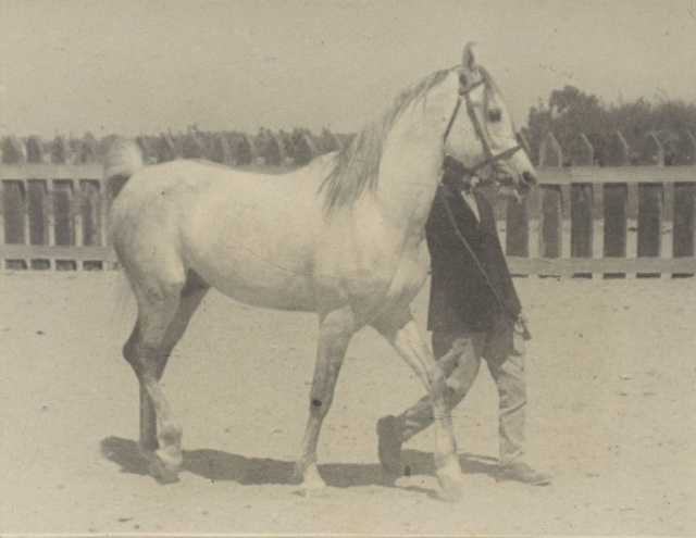 Sheikh El Arab (Mansour x Bint Sabah) 1933 Dahman Shahwan 