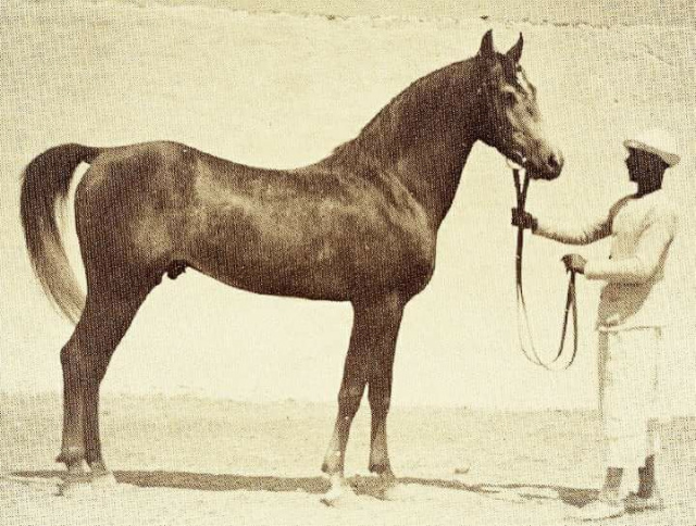 Sheikh El Arab (Mansour x Bint Sabah) 1933 Dahman Shahwan  foundation stallion