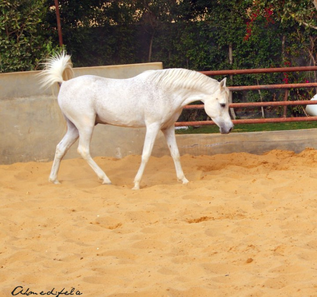 Sheikh El Araby (Mahfouz  DE x Bint Bint El Araby) 1994 Saqlawi Gidran Ibn Sudan