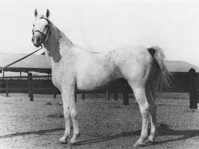 Gamil Manial (Saqlawi II x Dalal Al Zarka) 1912 Saqlawi Gidran