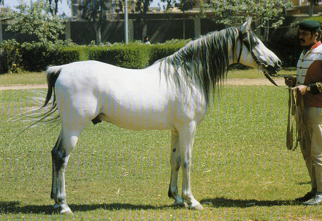 Shaarawi (Morafic x Bint Kamla) 1961 Hadban Enzahi