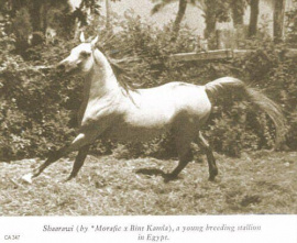 <b>Description: </b>Shaarawi (Morafic x Bint Kamla) 1961 Hadban Enzahi<br/>