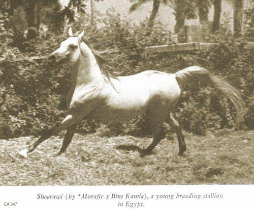 Shaarawi (Morafic x Bint Kamla) 1961 Hadban Enzahi