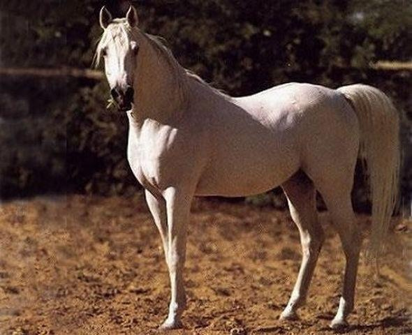 Shaarawi (Morafic x Bint Kamla) 1961 Hadban Enzahi