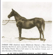 <b>Description: </b>Sabah (Mabrouk Manial x Bint Obeya) 1920 Dahmah Shahwaniyah<br/>