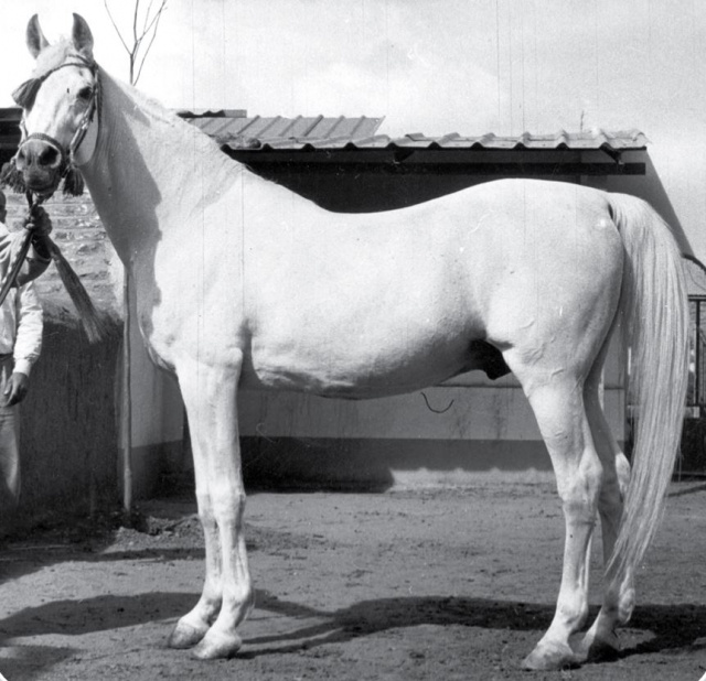 Hamdan (Ibn Rabdan x Bint Radia) 1936 Saqlawi Gidran Ibn Sudan