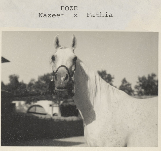 Foze (Nazeer x Fathia) 1959 Hadbah Enzahiyah.  Photo at Hamdan Stables