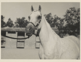 <b>Description: </b>Foze (Nazeer x Fathia) 1959 Hadbah Enzahiyah.  Photo at Hamdan Stables<br/><b>Copyright: </b>Judith Forbis photo