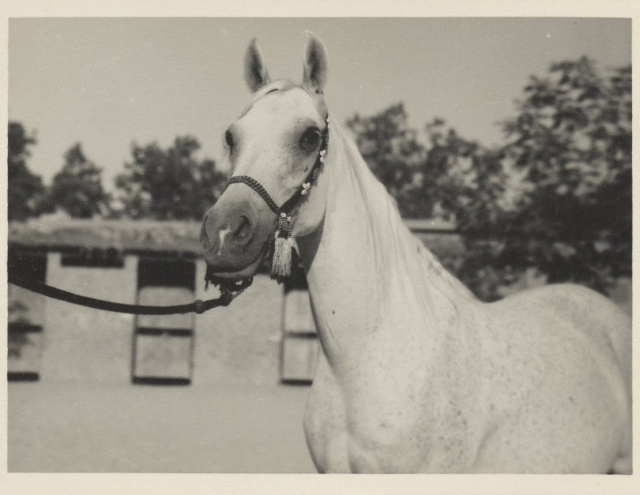 Foze (Nazeer x Fathia) 1959 Hadbah Enzahiyah.  Photo at Hamdan Stables