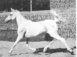 <b>Description: </b>Foze (Nazeer x Fathia) 1959 Hadbah Enzahiyah.  Photo at Hamdan Stables<br/><b>Copyright: </b>Judith Forbis photo