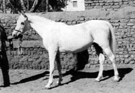 <b>Description: </b>Foze (Nazeer x Fathia) 1959 Hadbah Enzahiyah.  Photo in Hamdan Stables<br/><b>Copyright: </b>Judith Forbis photo