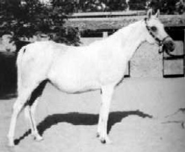 <b>Description: </b>Foze (Nazeer x Fathia) 1959 Hadbah Enzahiyah.  Photo at Hamdan Stables<br/><b>Copyright: </b>Judith Forbis photo