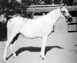 Foze (Nazeer x Fathia) 1959 Hadbah Enzahiyah.  Photo at Hamdan Stables