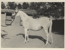 <b>Description: </b>Foze (Nazeer x Fathia) 1959 Hadbah Enzahiyah.  Photo at Hamdan Stables<br/><b>Copyright: </b>Judith Forbis