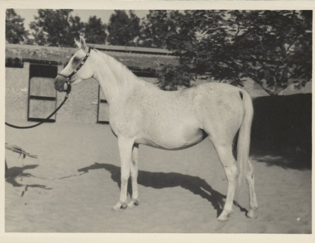 Foze (Nazeer x Fathia) 1959 Hadbah Enzahiyah.  Photo at Hamdan Stables