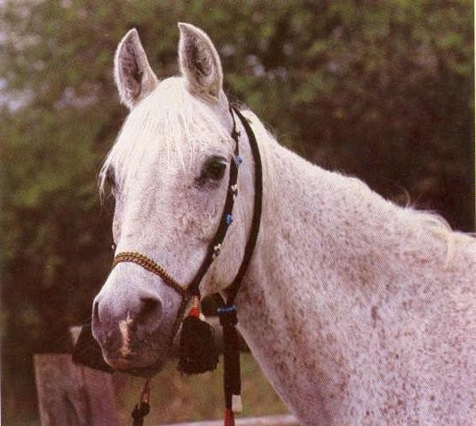 Foze (Nazeer x Fathia) 1959 Hadbah Enzahiyah.  Photo in Germany