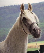 <b>Description: </b>Foze (Nazeer x Fathia) 1959 Hadbah Enzahiyah.  Photo in Germany<br/>