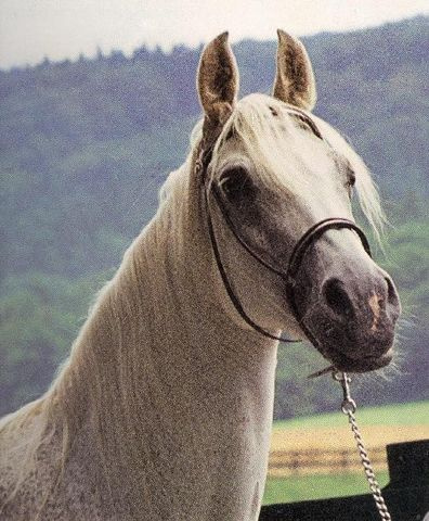 Foze (Nazeer x Fathia) 1959 Hadbah Enzahiyah.  Photo in Germany