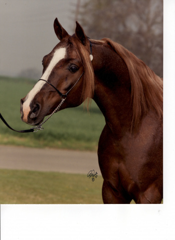 Talahr  *Talal x Farahl by *Morafic     Polly Knoll photo head shot