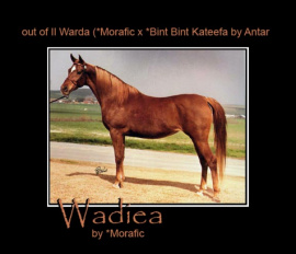 <b>Description: </b>WADIEA     *Morafic x Il Warda by *Morafic<br/>