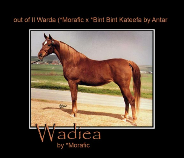 WADIEA     *Morafic x Il Warda by *Morafic