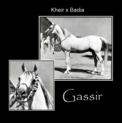 <b>Description: </b>GASSIR   Kheir x Badia by Ibn Rabdan <br/>